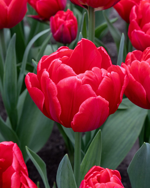 Tulipán Red Foxtrot 12/+, 100 ks